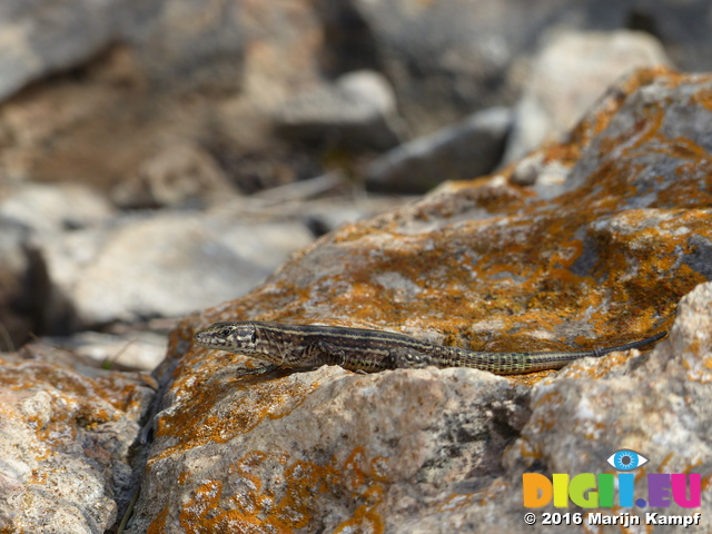 FZ027752 Little lizard on colour rock